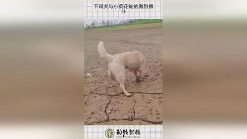 下司犬打架视频,下司犬激烈打斗场面揭秘
