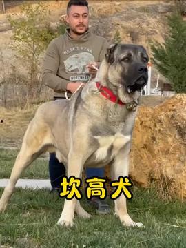 下司犬打架视频,下司犬激烈打斗场面揭秘