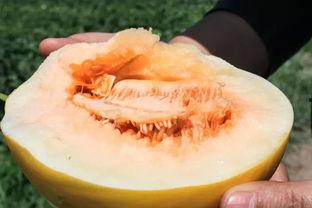 河南黑蜜瓜怎么吃才好吃,河南黑蜜瓜美味食法指南