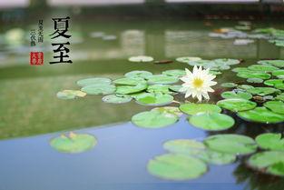 今日夏至吃瓜赏花视频,瓜果飘香，花海绽放——赏花吃瓜，共度美好时光