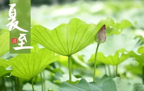 今日夏至吃瓜赏花视频,瓜果飘香，花海绽放——赏花吃瓜，共度美好时光