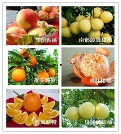 南充吃瓜爆料,揭秘当地热点事件背后的真相