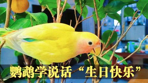 鹦鹉学说话视频,揭秘鸟类模仿人类语言的神奇能力