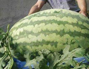 今日评瓜,热点事件深度解析