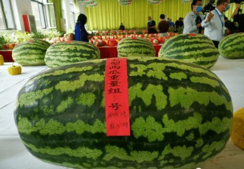 今日评瓜,热点事件深度解析