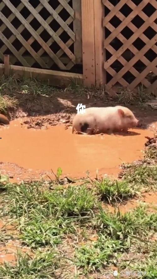 玩泥巴视频,探索童趣无限的视频之旅