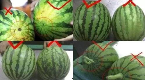 吃小瓜会黑吗会变黑吗为什么,吃小瓜真的会变黑吗？原因大揭秘