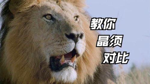 狮子视频,探寻非洲草原霸主的传奇故事