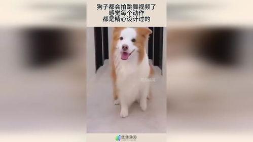 小狗狗跳舞视频,小狗狗欢快跳舞瞬间集锦