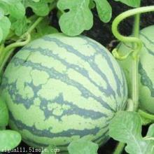 砀山小白瓜今日 价格行情,涨跌波动，市场动态一览