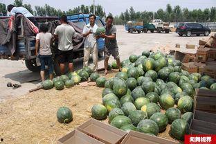 宏进垃圾瓜今日价格,市场行情一览”