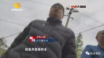 杀牛视频,揭秘杀牛全过程