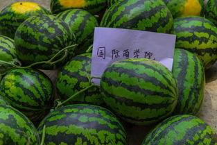 吃瓜爆料长清大学,吃瓜爆料揭开神秘面纱