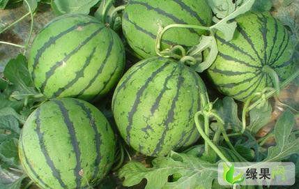 玲珑瓜今日价格,市场波动下的新鲜动态解析”