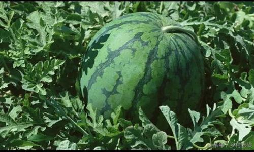 今日有瓜什么意思,一网打尽娱乐圈最新动态