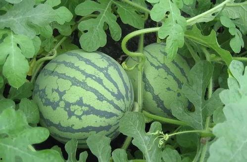 盐城吃瓜爆料事件真相,真相与误解的交织