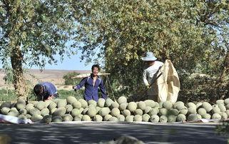 大漠瓜客吃瓜爆料,瓜界风云再起，吃瓜爆料引热议