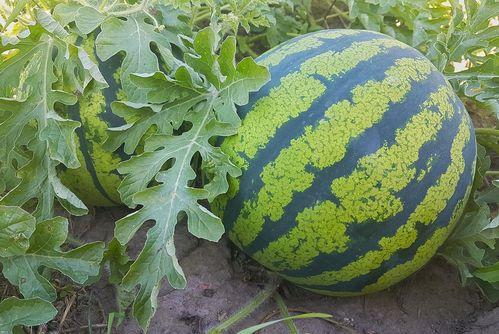 大漠瓜客吃瓜爆料,瓜界风云再起，吃瓜爆料引热议