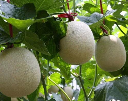 今日海阳网纹瓜价格,今日行情一览