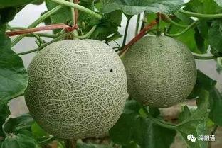 今日海阳网纹瓜价格,今日行情一览