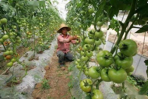 西红柿整枝打杈视频,西红柿高效整枝打杈技巧解析