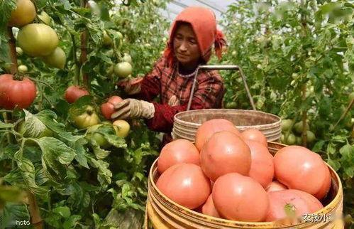 西红柿整枝打杈视频,西红柿高效整枝打杈技巧解析