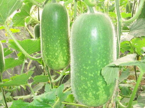 今日大瓜 每日大赛往期