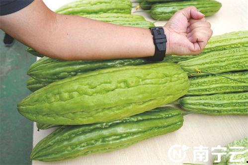 今日大瓜 每日大赛往期