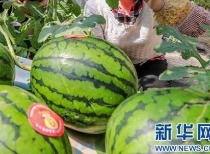 今日广州吃瓜最新消息,揭秘网络热议背后的真相