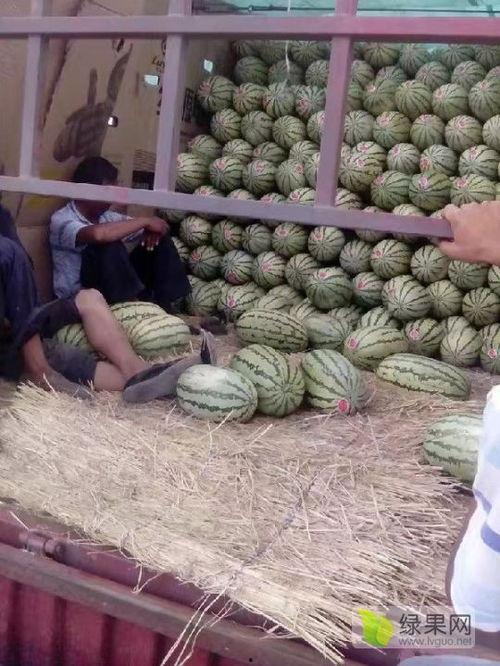 雷州麒麟瓜今日行情,价格波动与市场动态一览”
