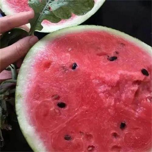 雷州麒麟瓜今日行情,价格波动与市场动态一览”