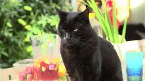 黑猫视频,揭秘网络世界的神秘面纱