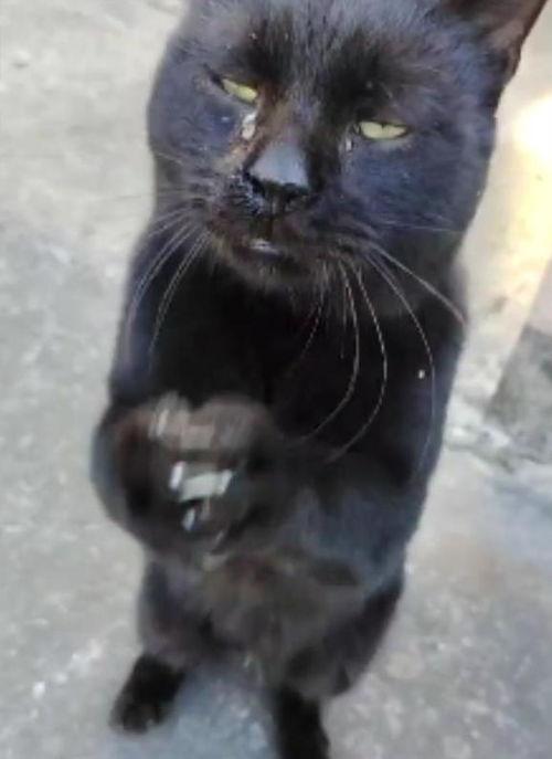 黑猫视频,揭秘网络世界的神秘面纱