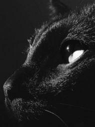 黑猫视频,揭秘网络世界的神秘面纱