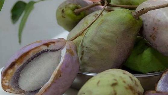 八月瓜黑籽可以吃吗,可食用之谜揭秘