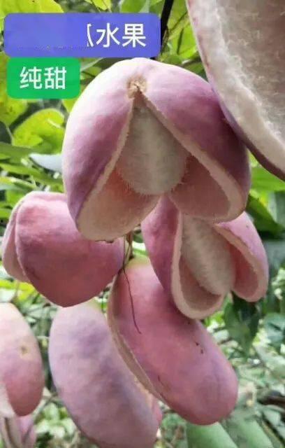 八月瓜黑籽可以吃吗,可食用之谜揭秘