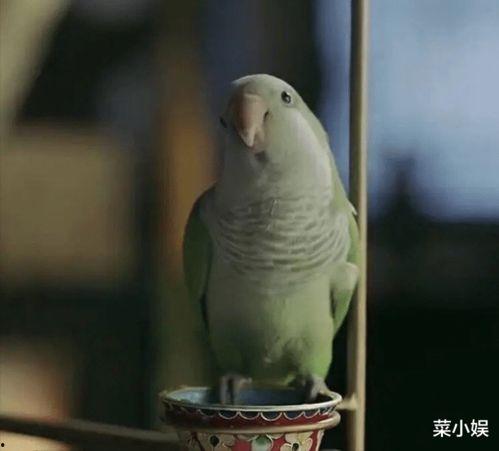 小鹦鹉视频