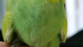 小鹦鹉视频