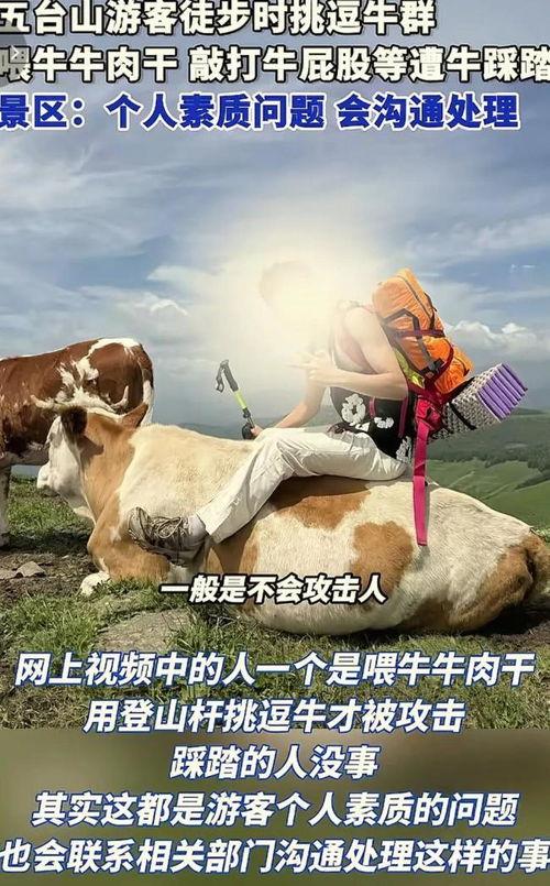 牛牛在线视频,畅享云端娱乐新体验