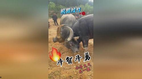 牛牛在线视频,畅享云端娱乐新体验