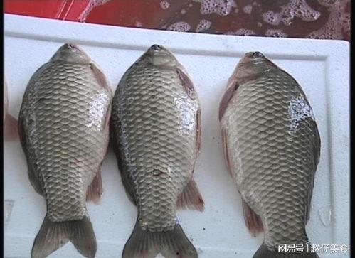 什么鱼吃黑蜜瓜最好,揭秘谁最适合享用黑蜜瓜盛宴