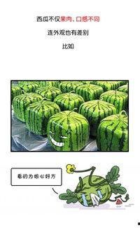 今日吃瓜历史记录图片最新,揭秘历史记录中的那些“瓜”