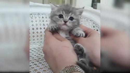 可爱猫咪视频,猫咪视频里的可爱瞬间大盘点