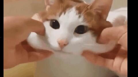 可爱猫咪视频,猫咪视频里的可爱瞬间大盘点