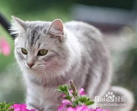 可爱猫咪视频,猫咪视频里的可爱瞬间大盘点